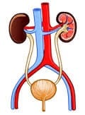 Multidisciplininis požiūris į inkstų, prostatos ir šlapimo takų onkologines ligas